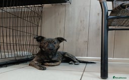 Mixed Breed dogs for adoption: 💖🐶 PRADA 🐶💖 - Image 3
