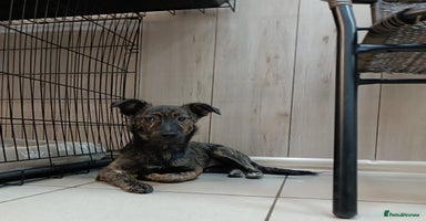 Mixed Breed dogs - Advert 10