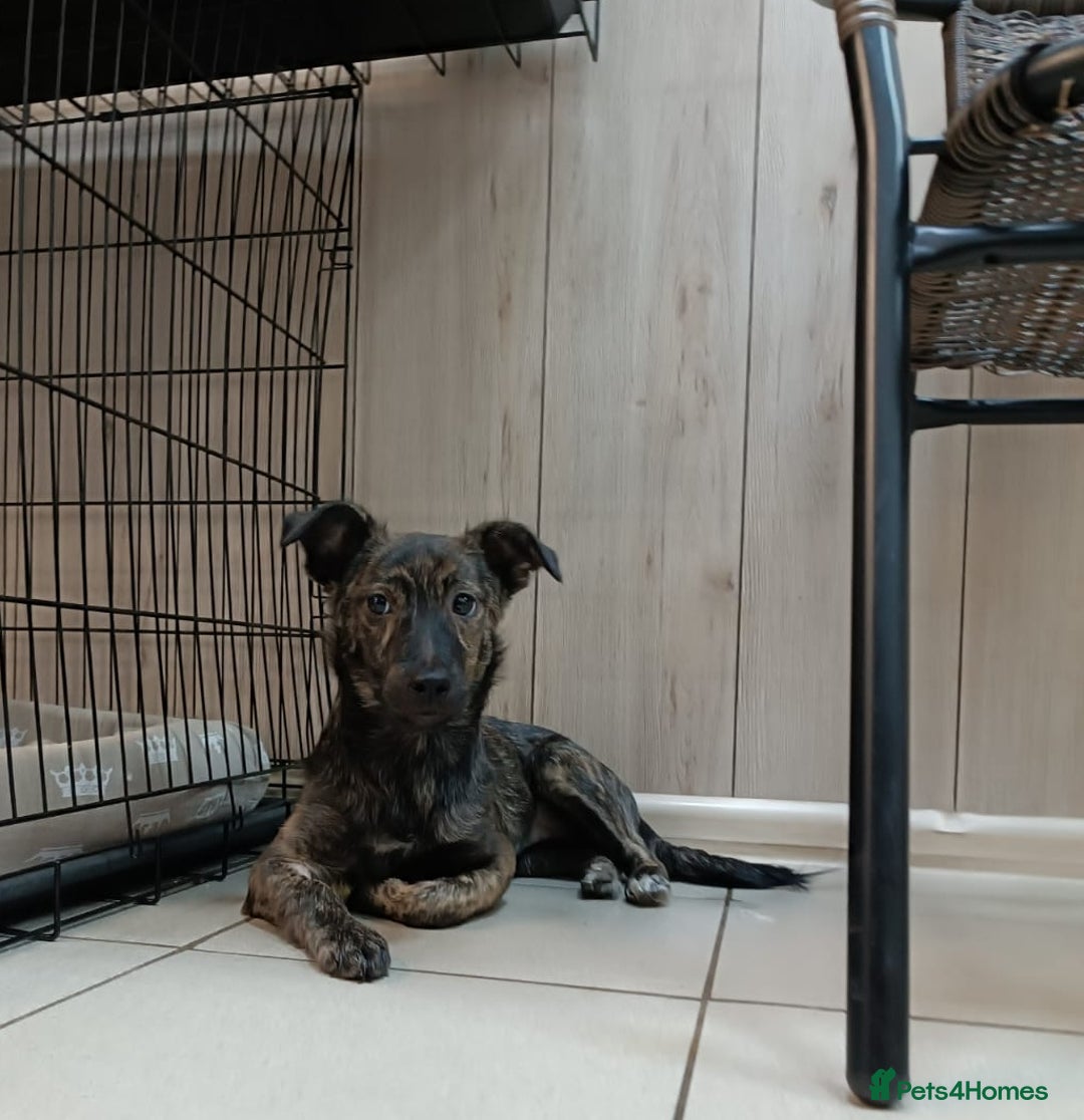 Mixed Breed dogs for adoption: 💖🐶 PRADA 🐶💖 - Image 3