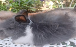 Mini Lop rabbits for sale: PUREBRED DOUBLE/ TEDDY LION HEAD BABIES  - Image 3