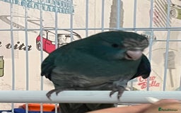 Parakeets birds for sale: Young female kakariki  - Advert 10