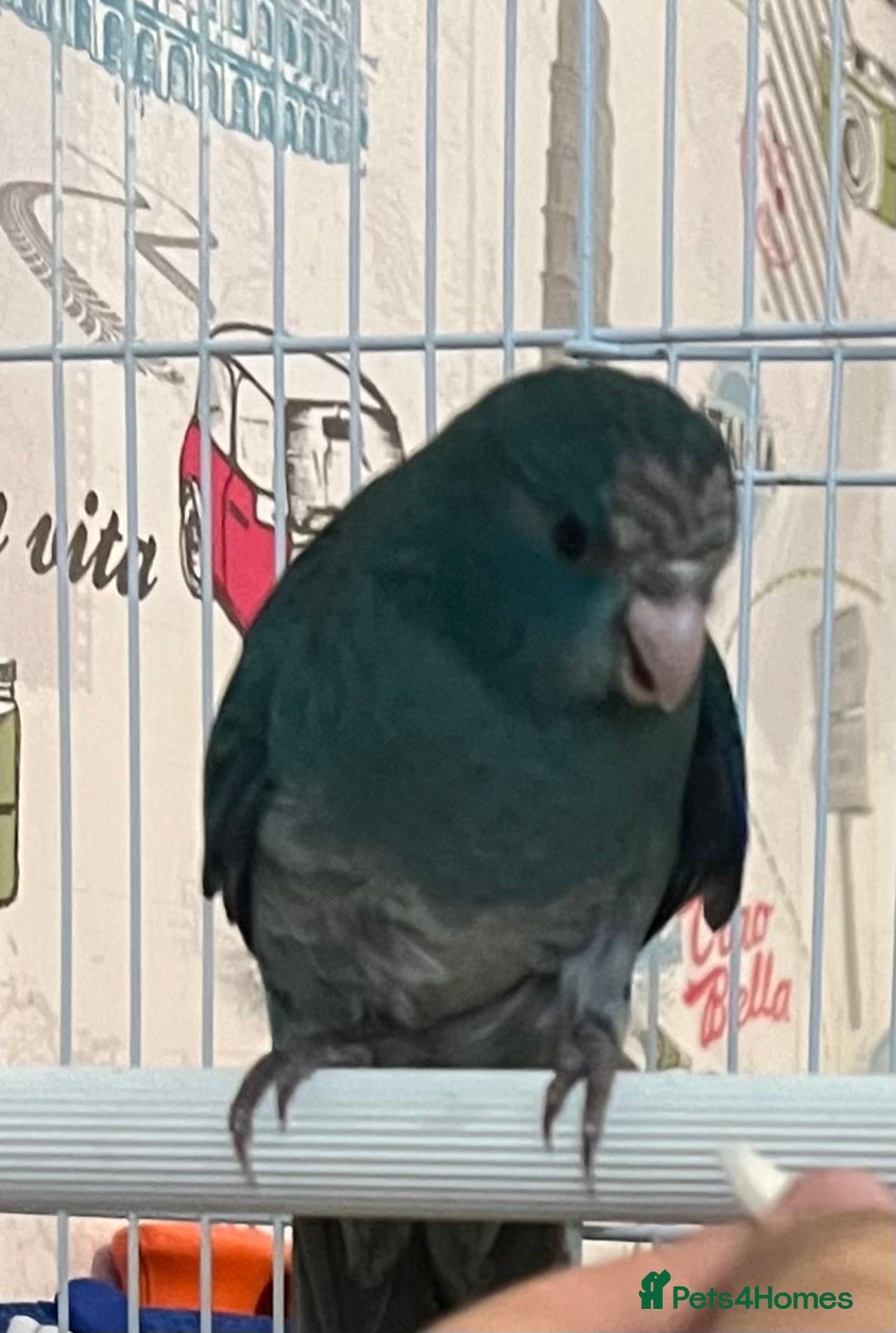 Parakeets birds for sale: Young female kakariki  - Advert 10