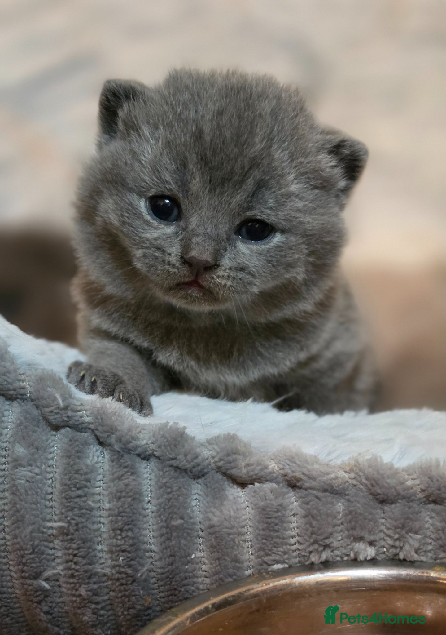 British Shorthair cats ​GCCF Registered(Active) British shorthair kittens - Advert 2