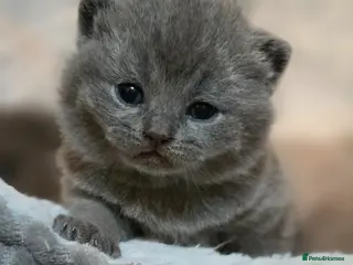 British Shorthair cats GCCF Registered(Active) British shorthair kittens - Advert 2