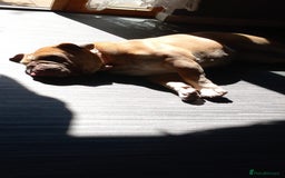 English Bulldog dogs for adoption: Gorgeous Bella needs a pet and child free home  - Image 2