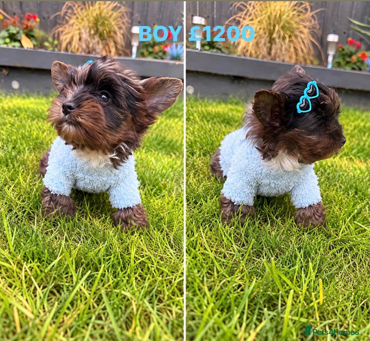 Yorkshire Terrier dogs Mini Yorkshire terrier Merle up to 1.5kg  - Advert 13