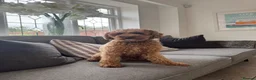 Cavapoochon dogs for sale: Cavapoochon puppies - beautiful colours - Advert 9