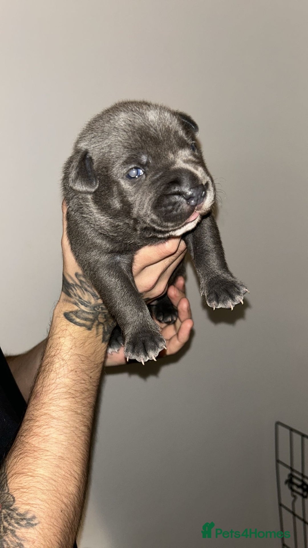 Staffordshire Bull Terrier dogs for sale: Blue staffie puppies   - Advert 10