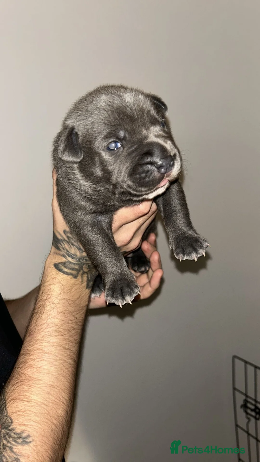 Staffordshire Bull Terrier dogs for sale: Blue staffie puppies   - Advert 15