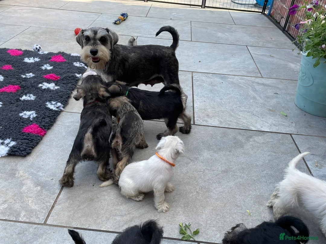 Miniature Schnauzer dogs for sale: Miniature schnauzer  - Advert 2