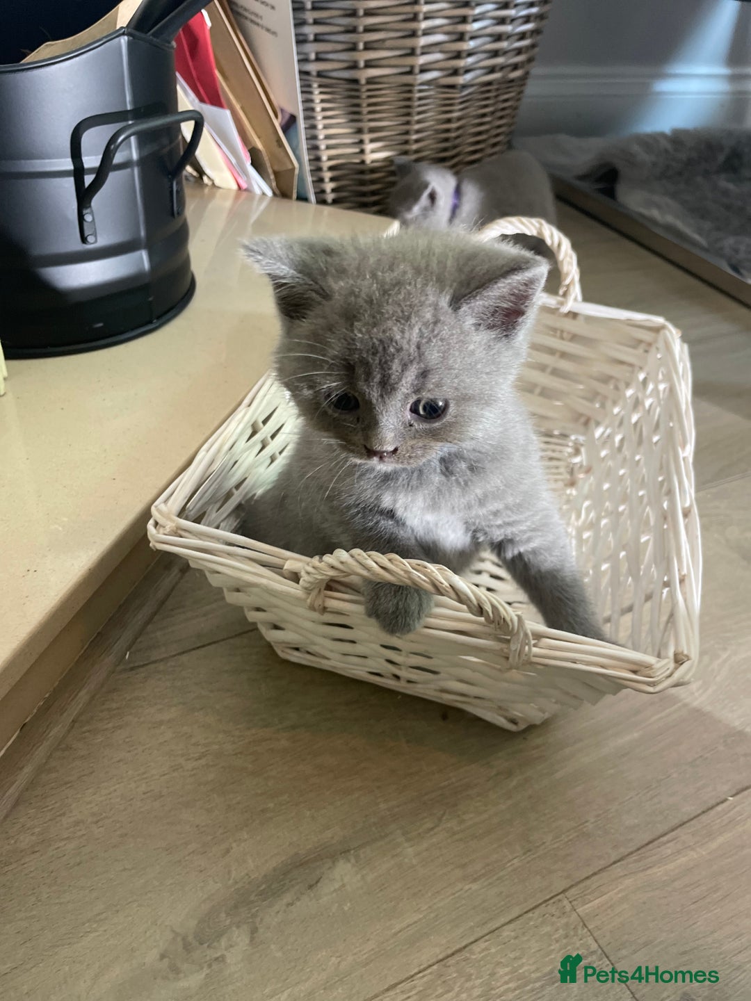 British Shorthair cats for sale: 🏆Grand Champion Sired GCCF BritishShorthair 1left - Image 11