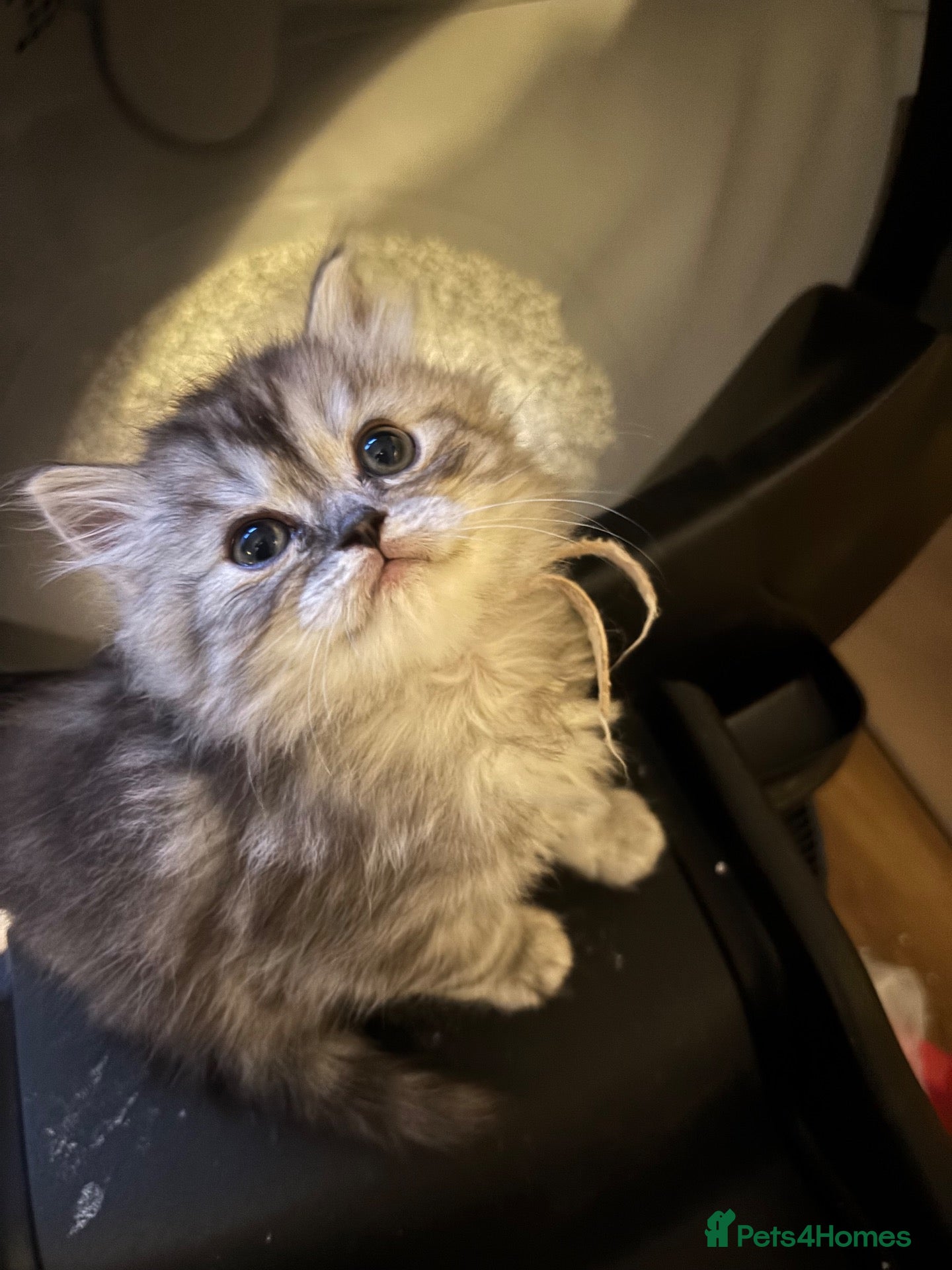 Ragdoll cats Ragdoll / Persians - Only 2 Girls left!!  - Advert 2