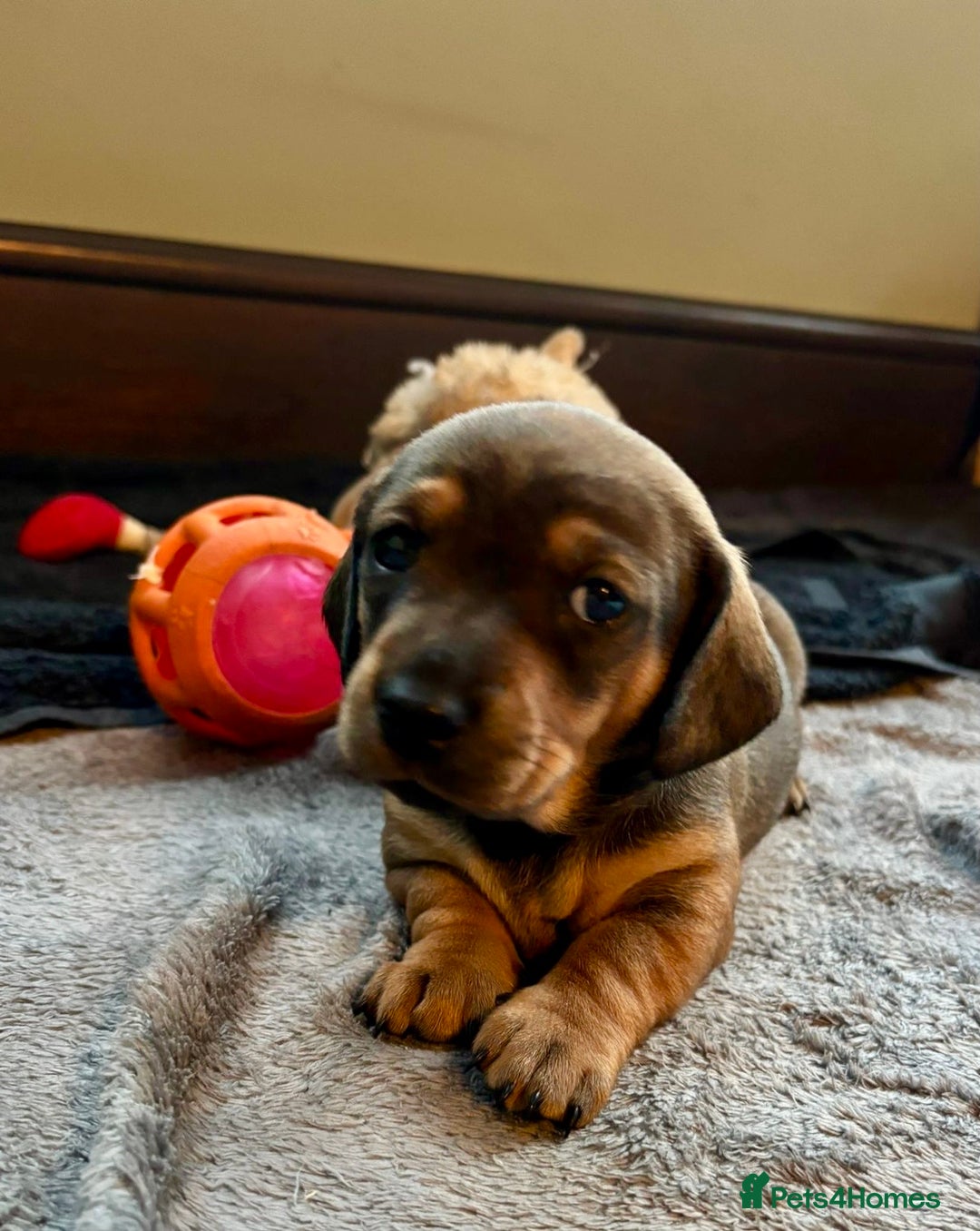 Dachshund dogs for sale: 5 adorable smooth haired dachshund puppies - Image 10