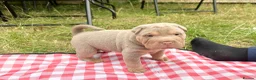 Shar Pei dogs for sale: KC REGISTERED RARE LILAC TAN SHAR-PEI - Advert 25