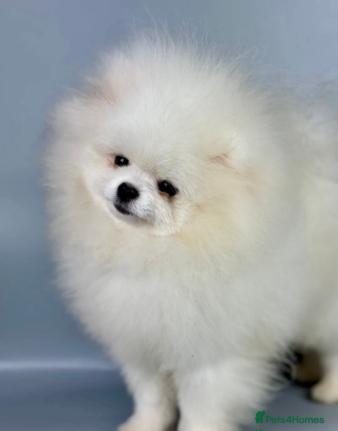 Pomeranian dogs for sale: ✨Tiny Teddy Face 🐻 KC Registered Parents ✨ - Image 15
