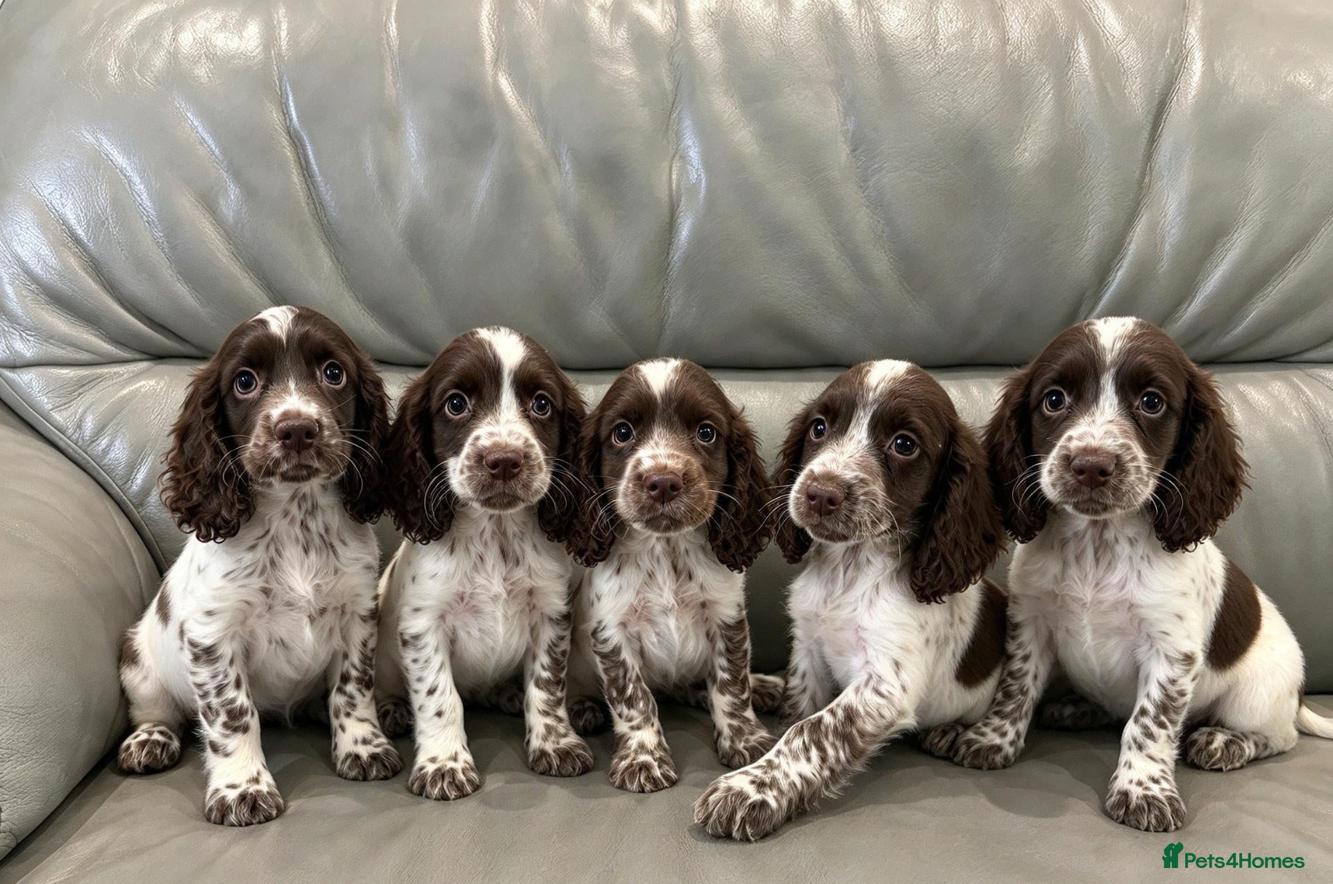 Cocker Spaniel dogs for sale: Cocker Spaniel Puppies Ready Now - Advert 20
