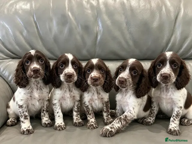 Cocker Spaniel dogs for sale: Cocker Spaniel Puppies Ready Now - Advert 7