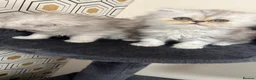 Persian cats for sale: Beautiful Persian Kittens Ready for Loving Homes - Advert 10