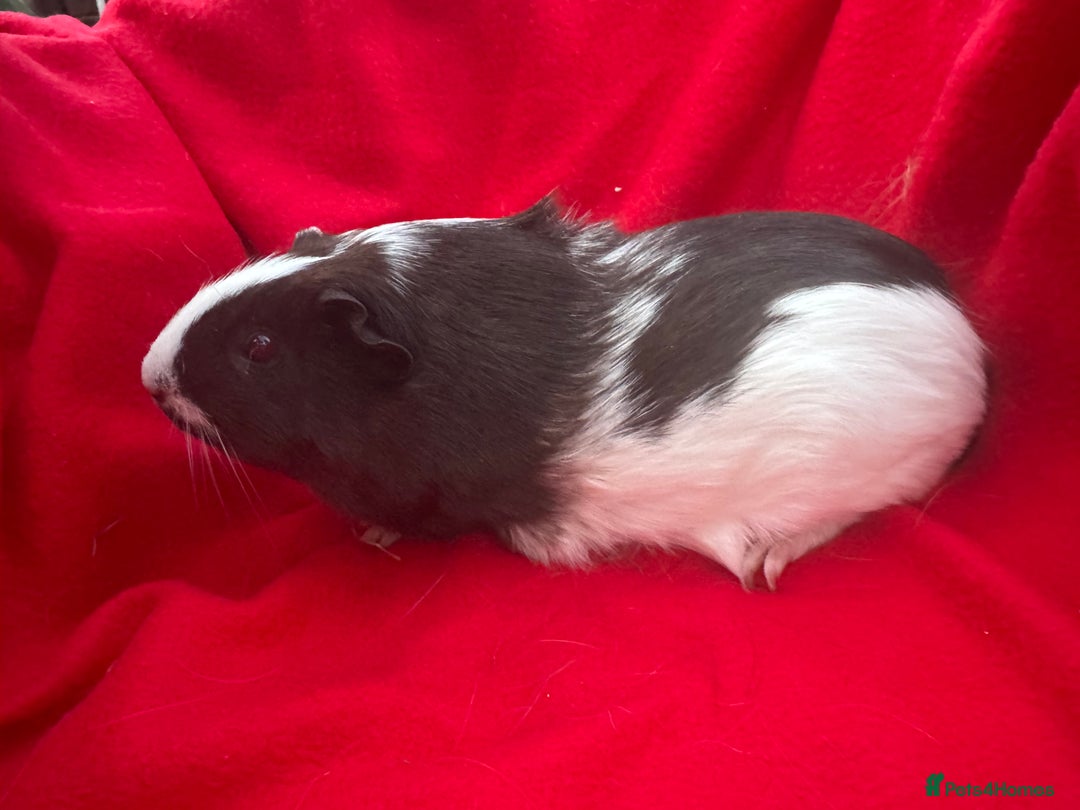 Guinea Pig rodents for sale: Mixed aged females  - Image 6