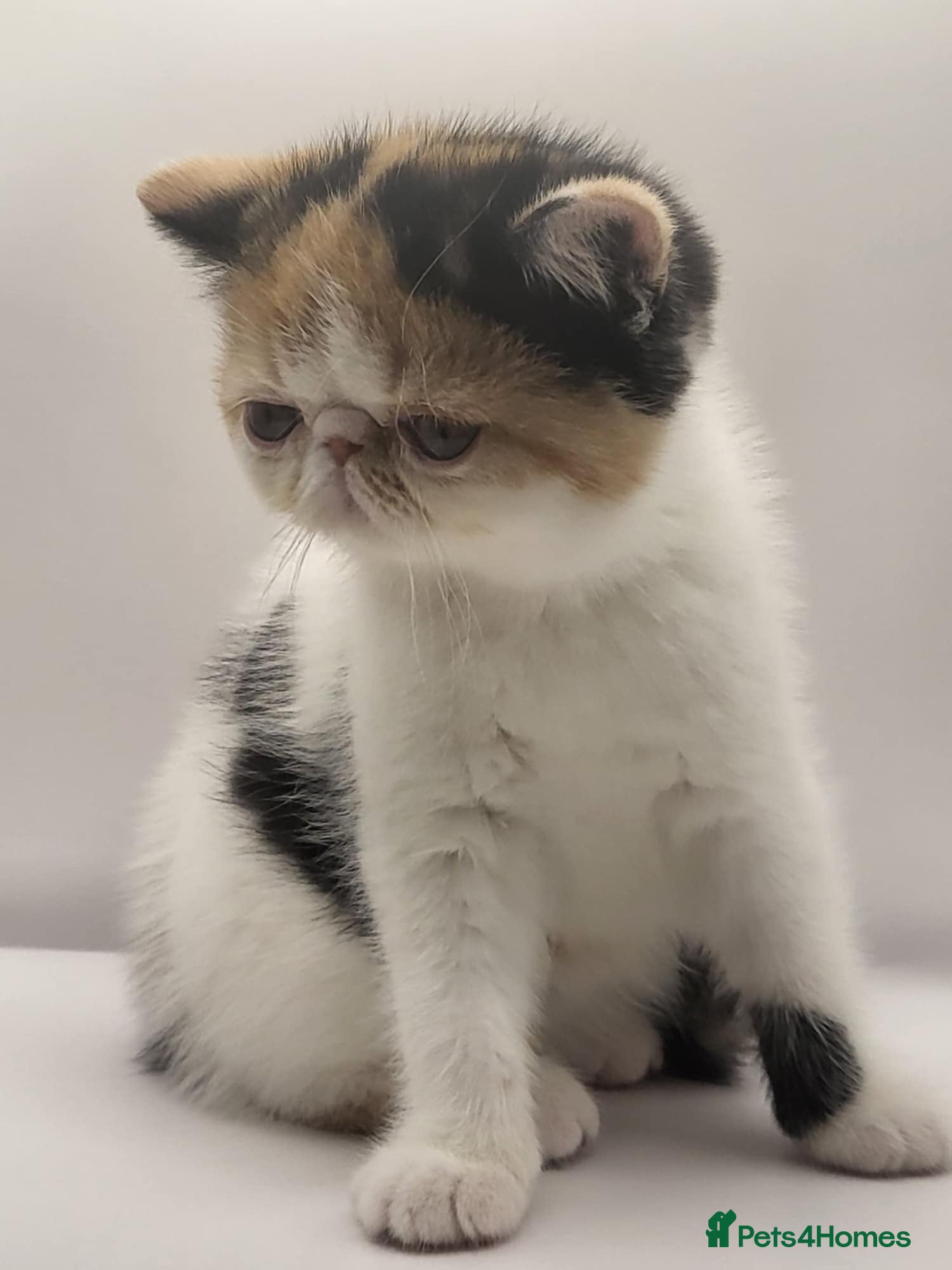 Exotic cats Exotic kittens  - Advert 2