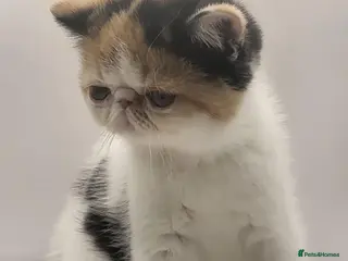 Exotic cats Exotic kittens - Advert 2