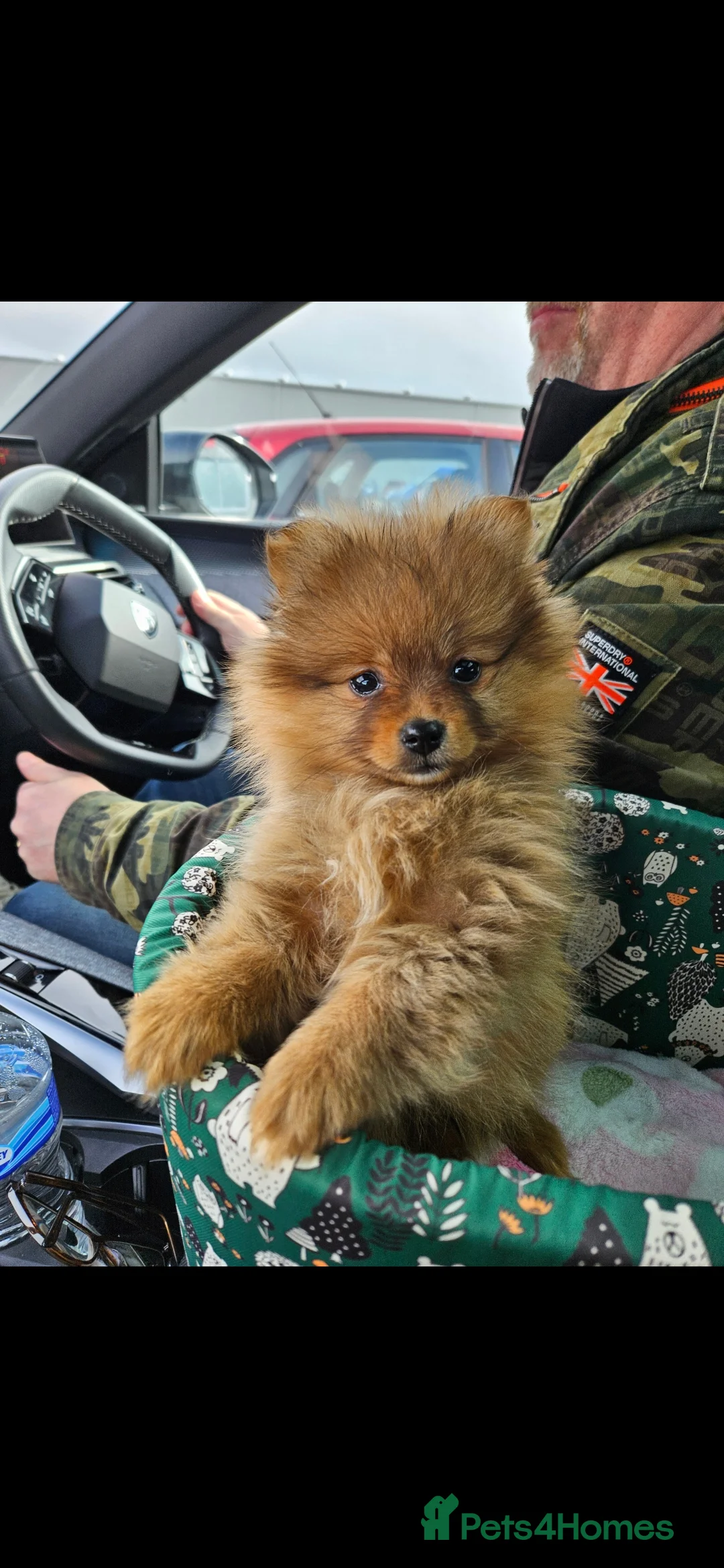 Pomeranian dogs for sale: Beautiful Girl - Advert 2