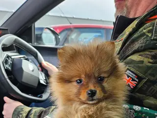 Pomeranian dogs Beautiful Girl - Advert 6