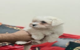 Havanese dogs for sale: Bichon havanesee puppies  - Image 2