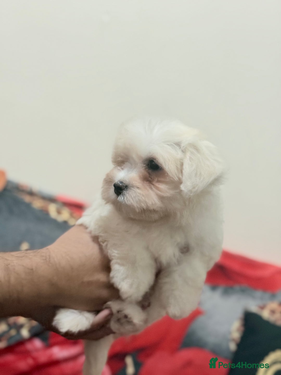 Havanese dogs for sale: Bichon havanesee puppies  - Image 2