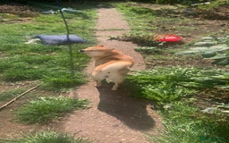 Japanese Shiba Inu dogs for sale: Female Japanese shilba inu  - Image 6