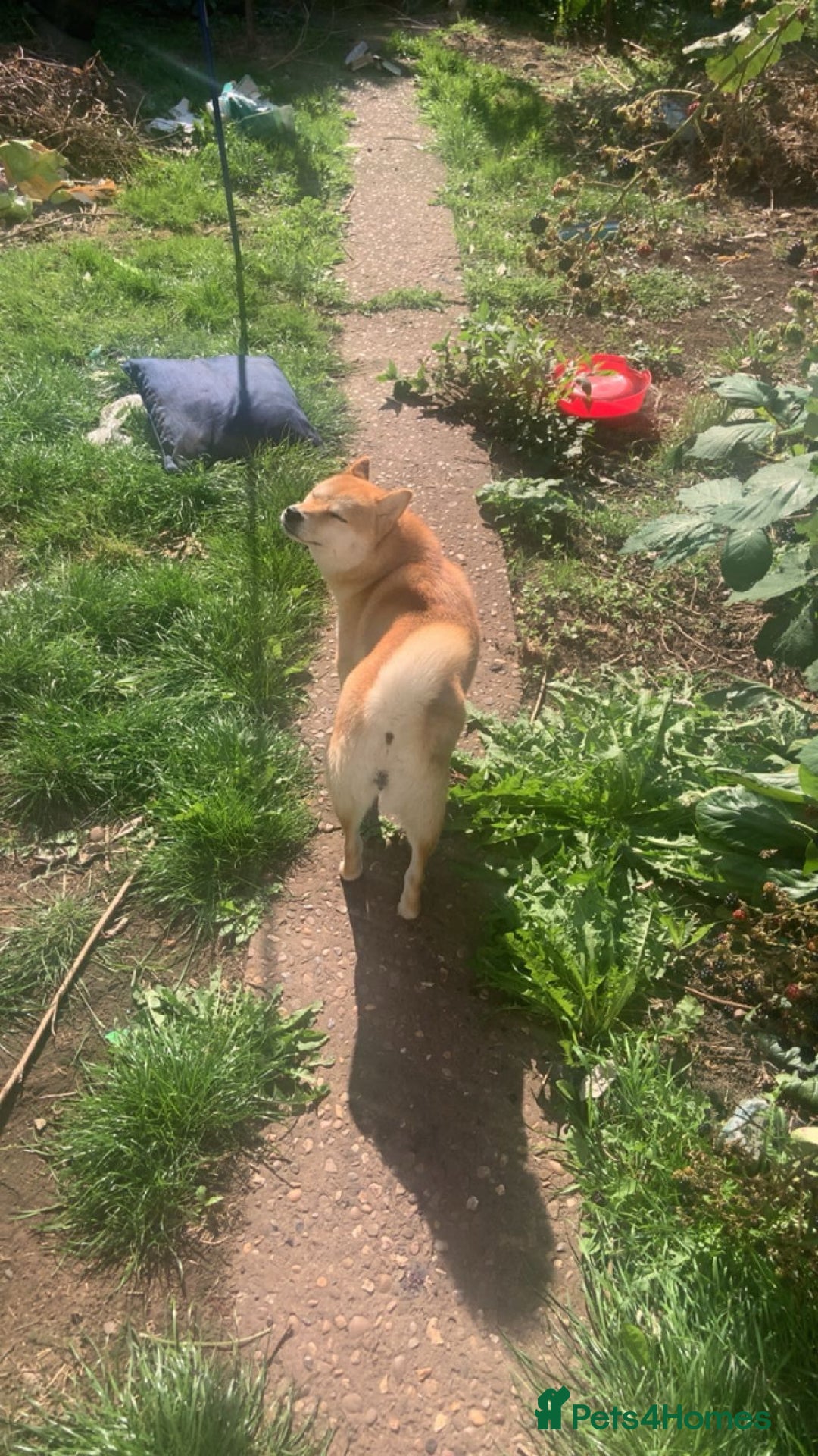 Japanese Shiba Inu dogs for sale: Female Japanese shilba inu  - Image 6