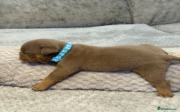 English Bulldog dogs for sale: English Bulldog puppies for sale KC registered  - Image 34