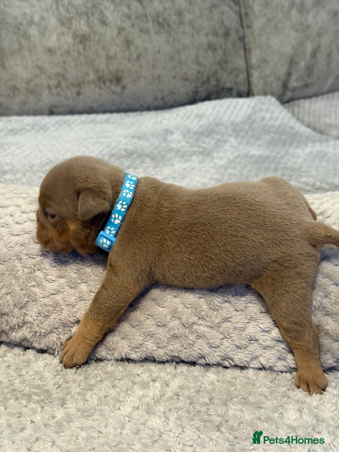 English Bulldog dogs for sale: English Bulldog puppies for sale KC registered  - Image 34