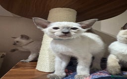 Siamese cats for sale: 5 affectionate adorable Siamese kittens ready now - Image 4