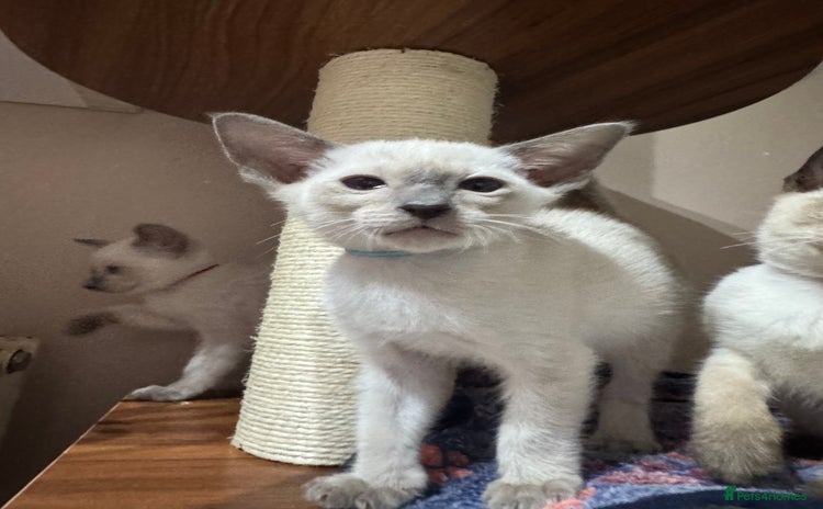 Siamese cats - Advert 2