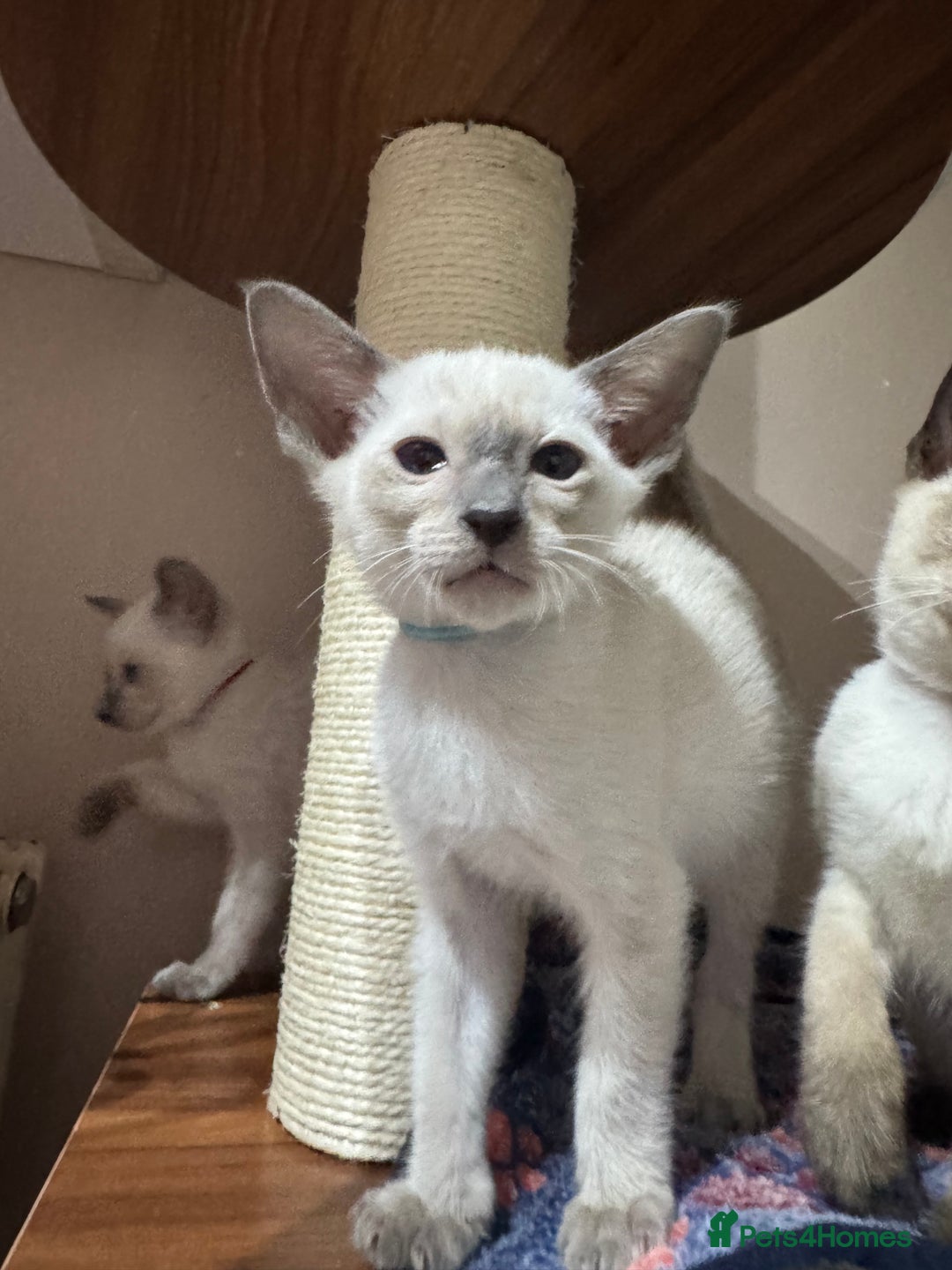 Siamese cats for sale: 5 affectionate adorable Siamese kittens ready now - Image 4