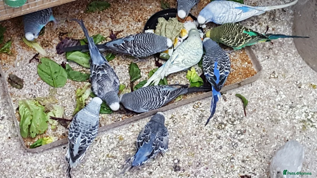 Budgerigars birds for sale: !!! YOUNG BUDGIES READY FOR REHOMING!!! - Advert 9