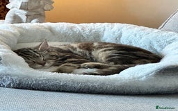 Domestic Shorthair cats for sale: Domestic short hair female - Image 3