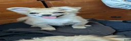 Chorkie dogs for sale: Beautiful Chorkie puppies for Sale  - Advert 5