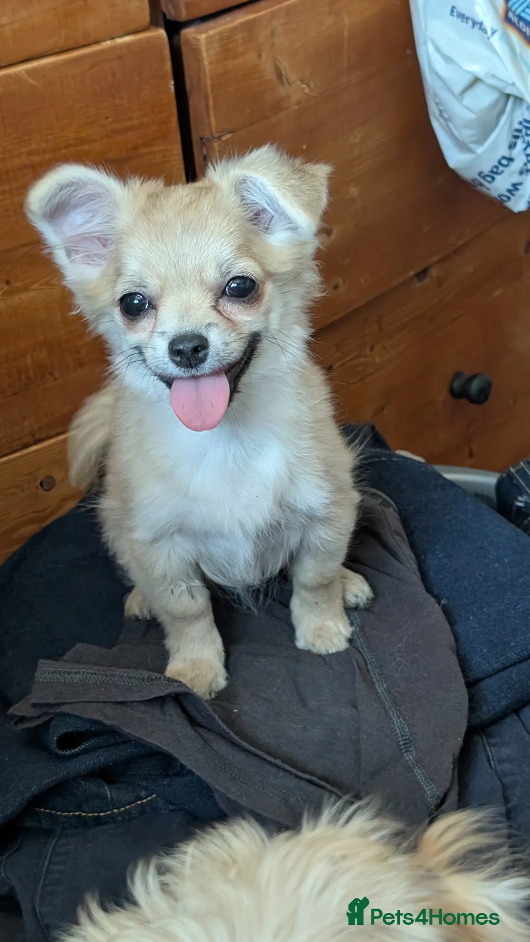Chorkie dogs for sale: Beautiful Chorkie puppies for Sale  - Advert 6