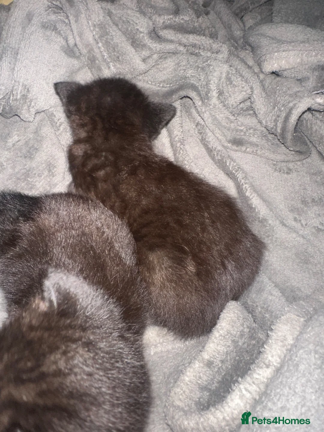 Mixed Breed cats for sale: All black. Black and white kittens - Advert 8