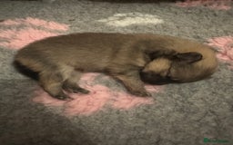 Pomeranian dogs for sale: Pomeranian puppy’s for sale - Advert 13