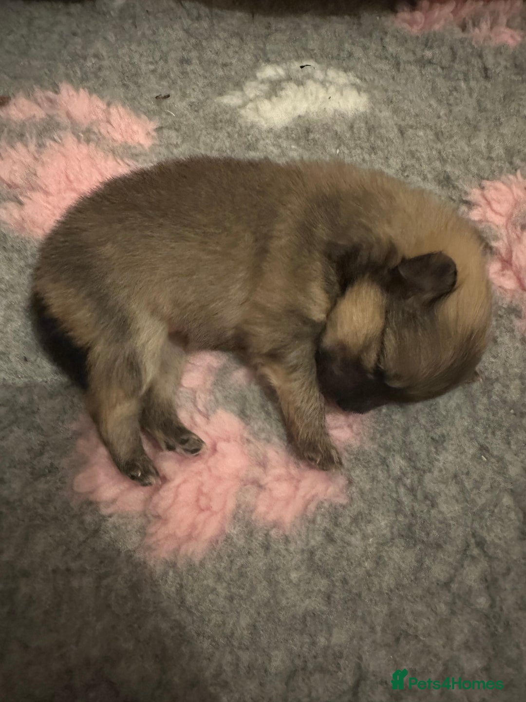 Pomeranian dogs for sale: Pomeranian puppy’s for sale - Advert 13