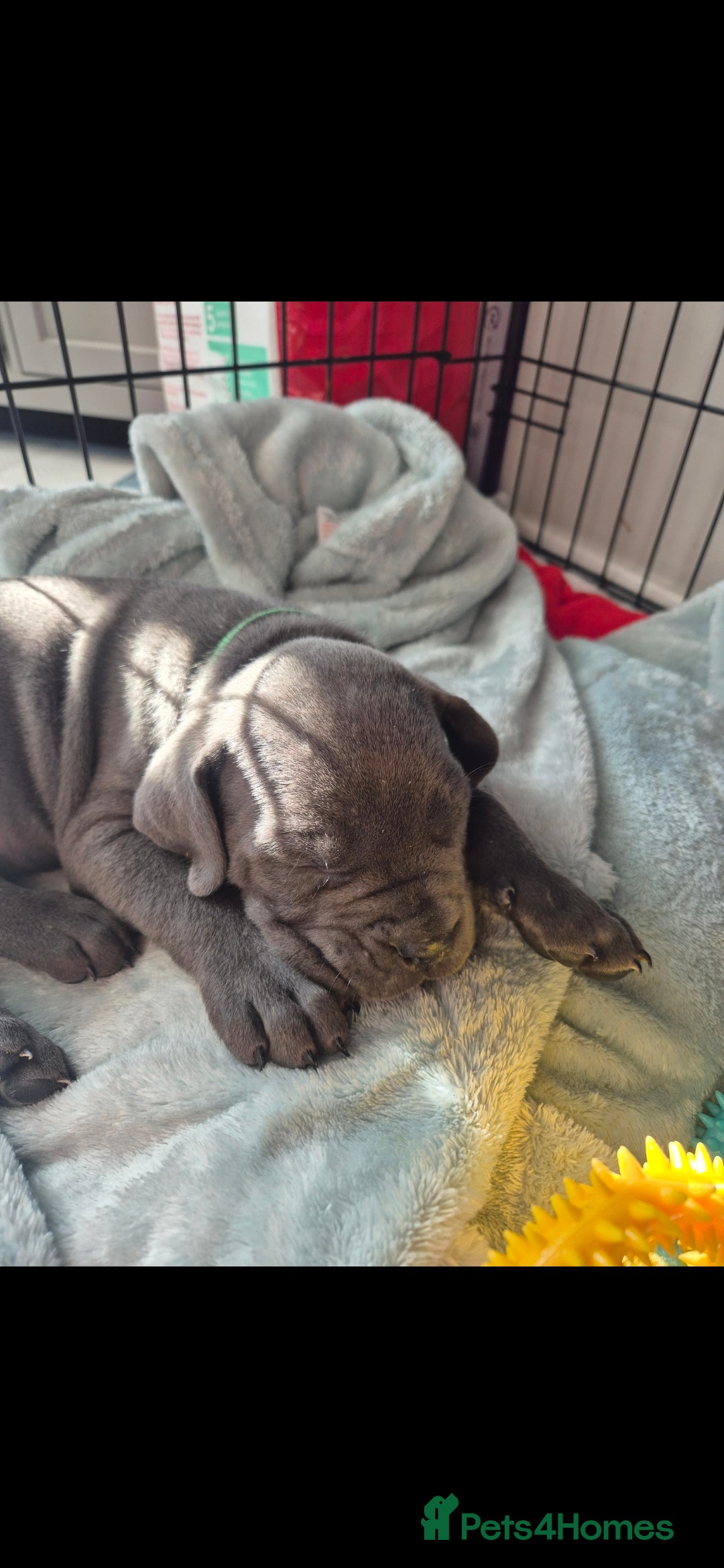 Cane Corso dogs for sale: Beautiful Blue Cane Corso Puppies - Image 9