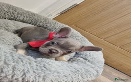 French Bulldog dogs for sale: Quality french bulldogs available to leave 🐾 - Image 3
