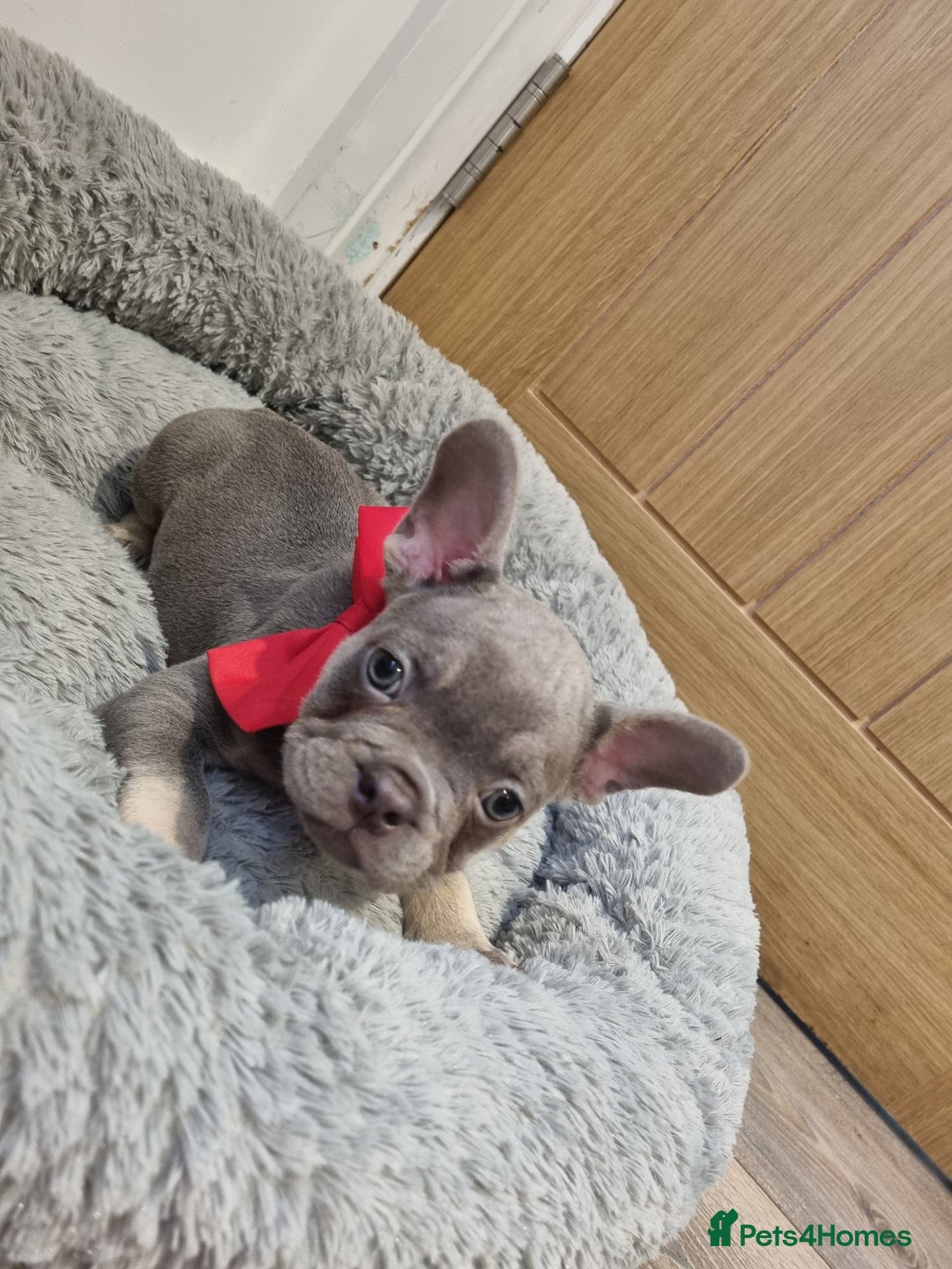 French Bulldog dogs for sale: Quality french bulldogs available to leave 🐾 - Image 3