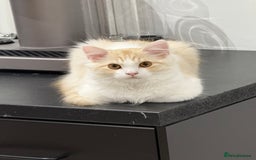Munchkin cats for sale: Pedigree TICA Munchkin Kittens – Short Legs 🐈 - Image 31