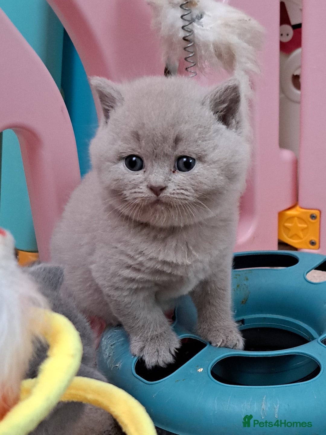 British Shorthair cats for sale: Chunky BSH kittens. PETS ONLY - Image 5