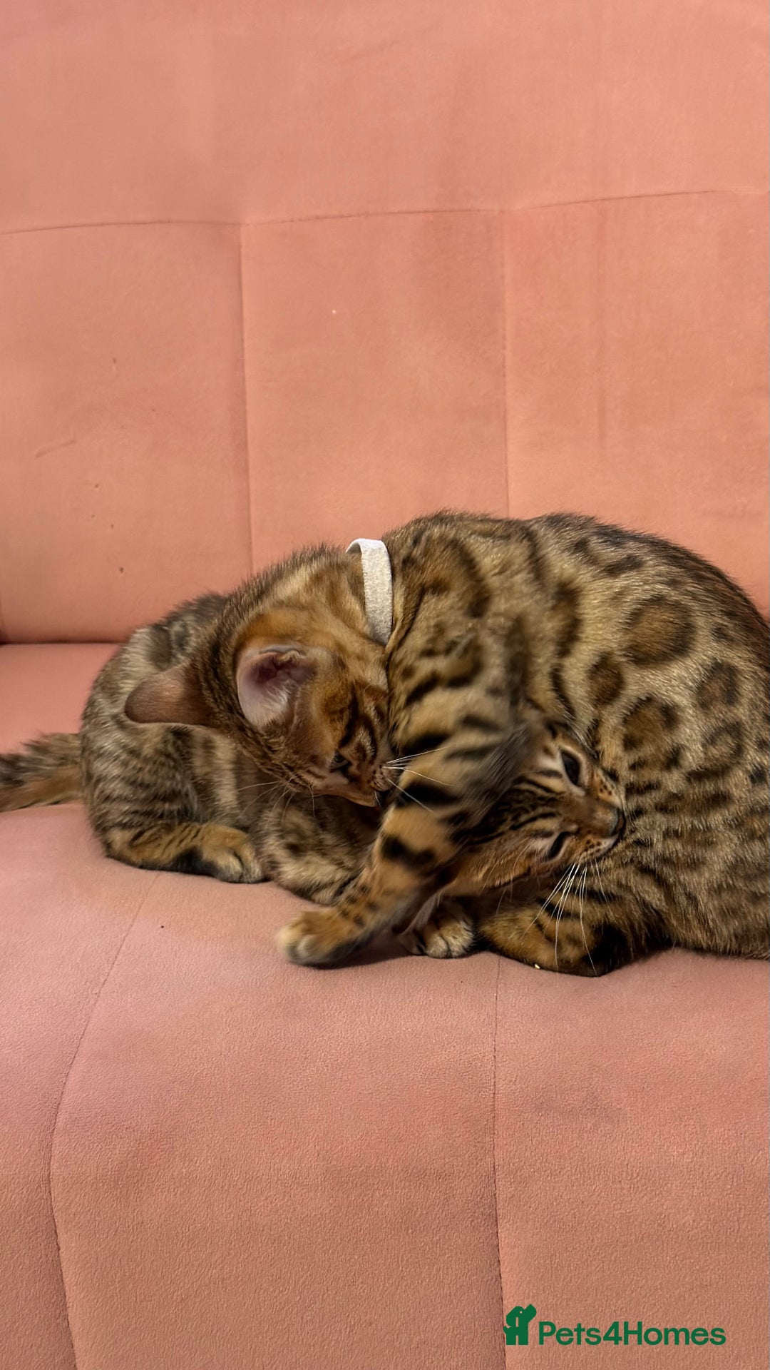 Bengal cats for sale: Bengal kittens TICA ready to leave NOW♥️🐈 - Advert 3