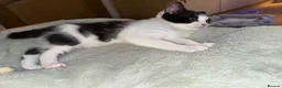 Mixed Breed cats for sale: 3 beautiful kittens ready to leave  - Advert 9